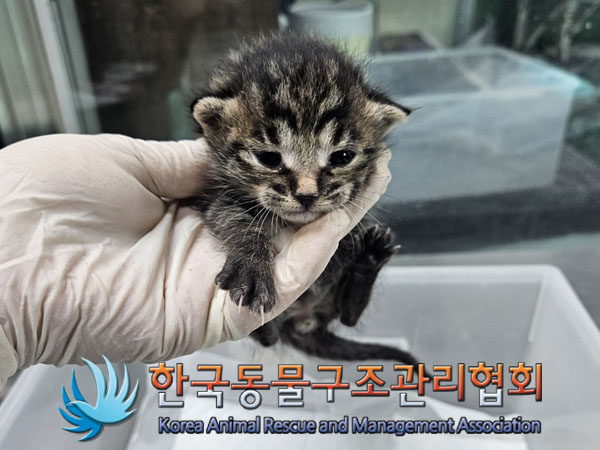 한국동물구조관리협회_411316202300855